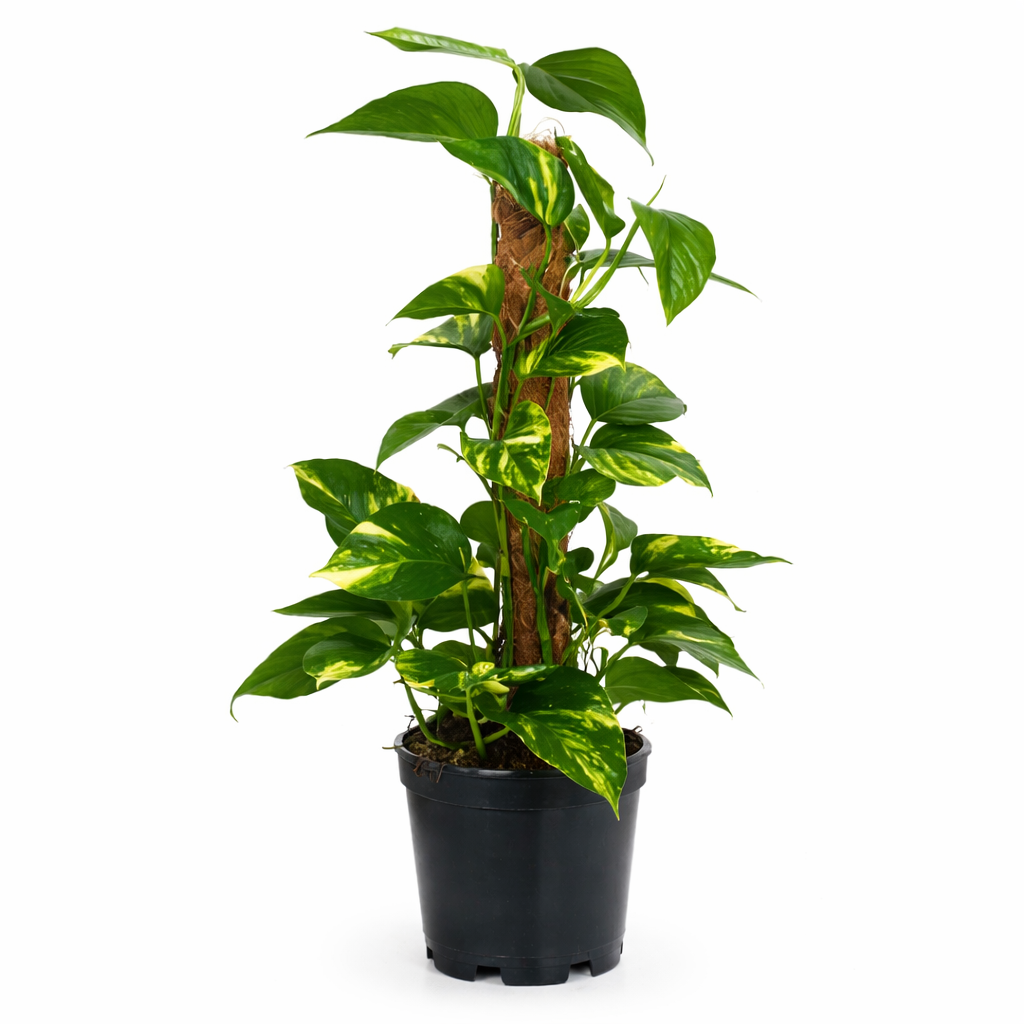 Golden Pothos Moss Pole (15cm Pot) 50cm