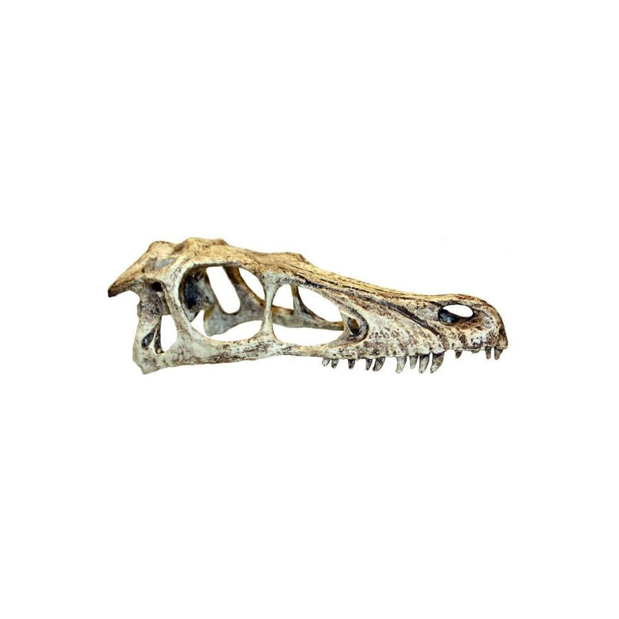 Komodo Raptor Skull Small