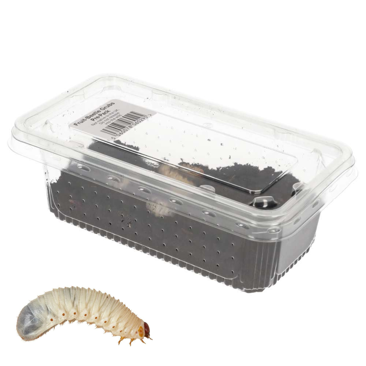 Fruit-beetle Grubs - Pachnoda - Pack of 10