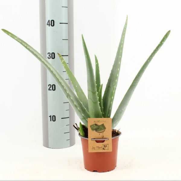 Aloe Vera (12cm Pot) 40cm