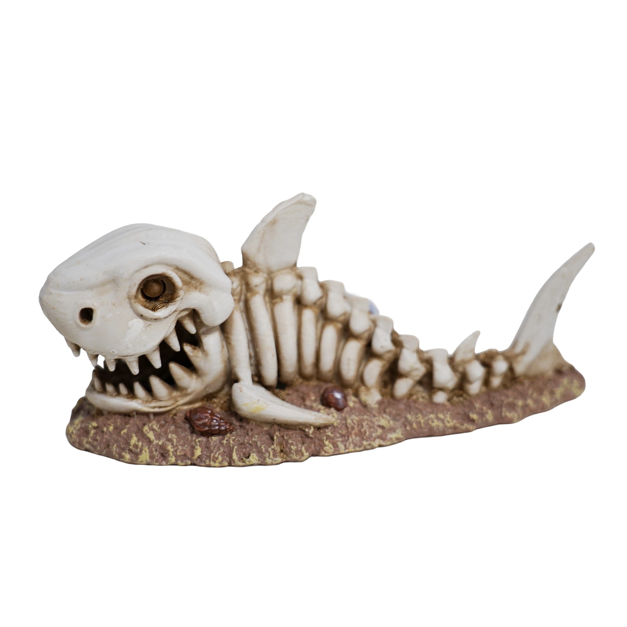 Betta Shark Skeleton