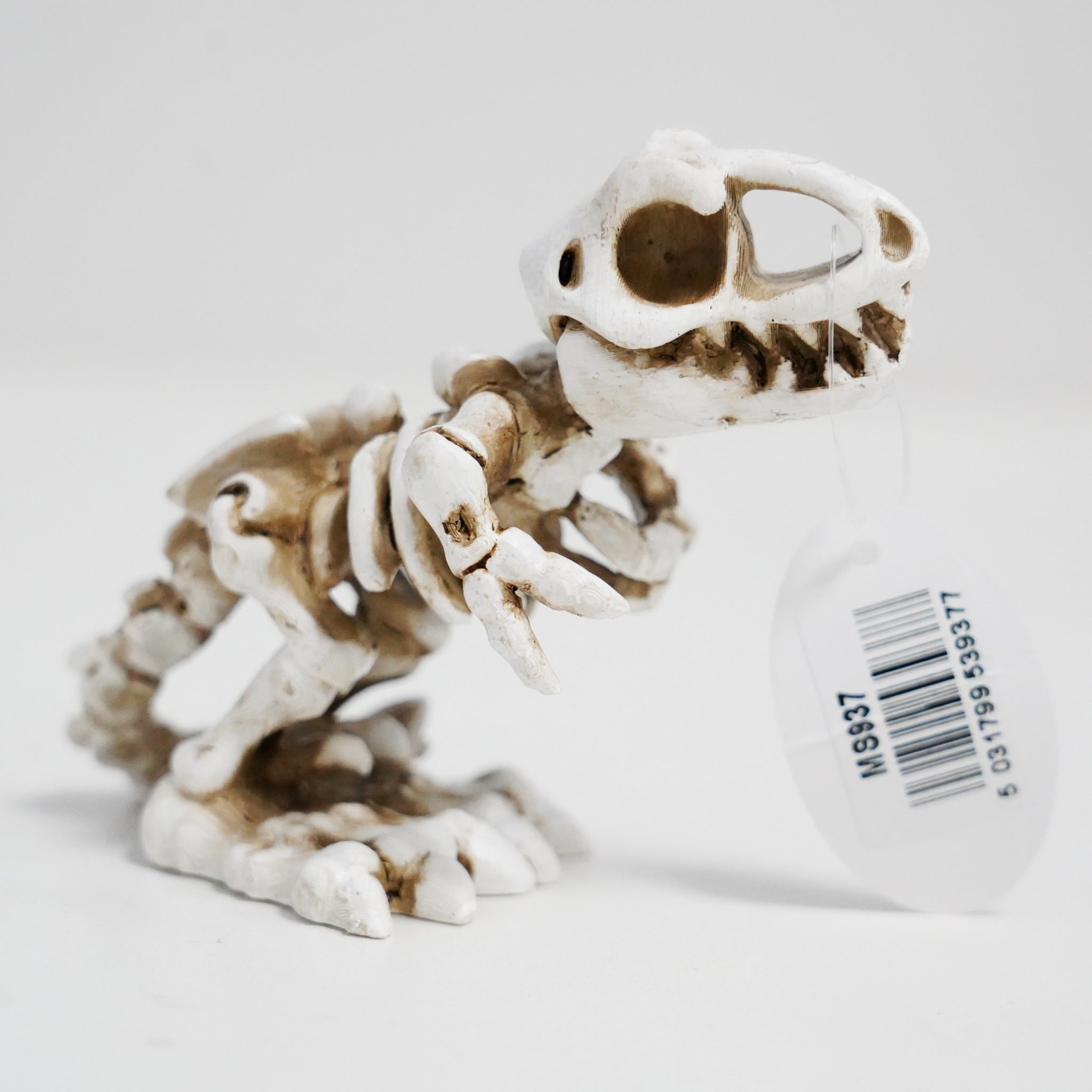 Betta T-Rex Skeleton