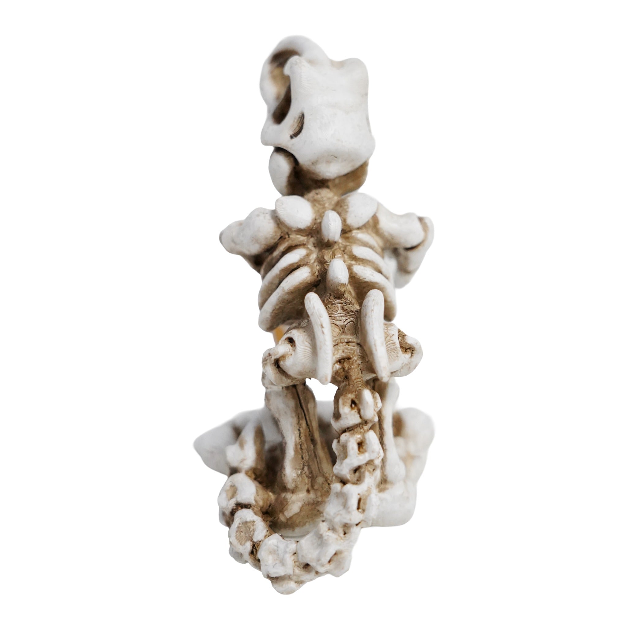 Betta T-Rex Skeleton
