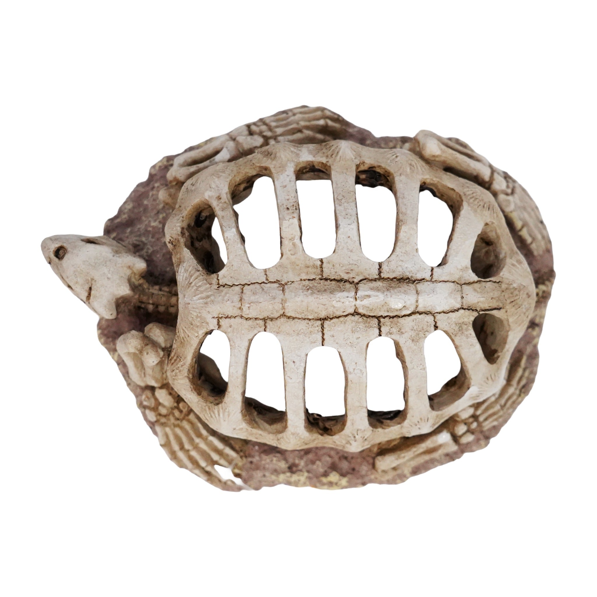 Betta Turtle Skeleton
