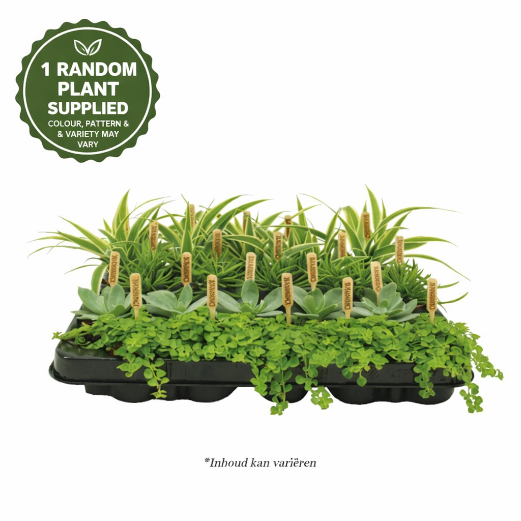Bambino Mixed Tropical Plants (5.5cm Pot) 10cm