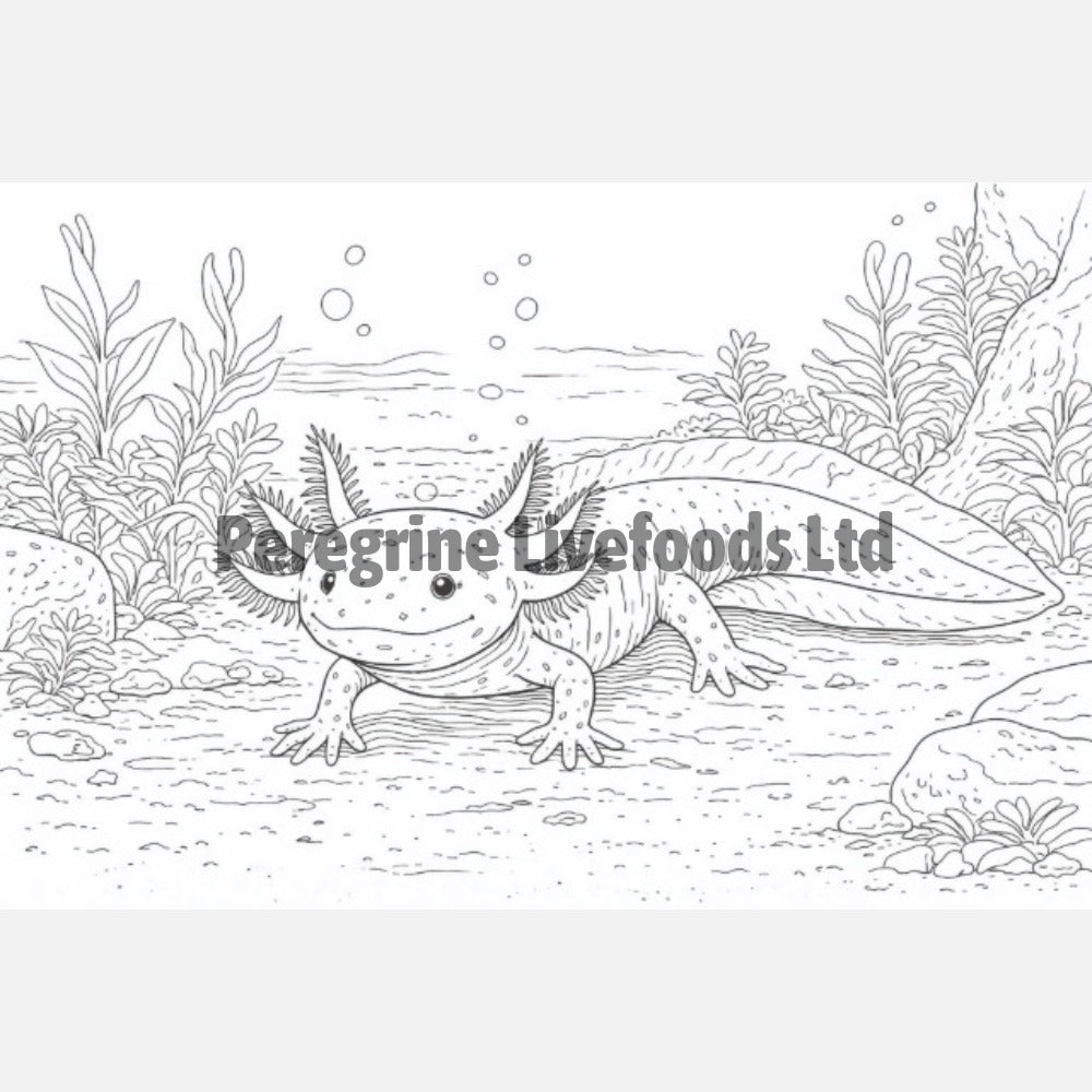 The Colouring Book of Amphibians