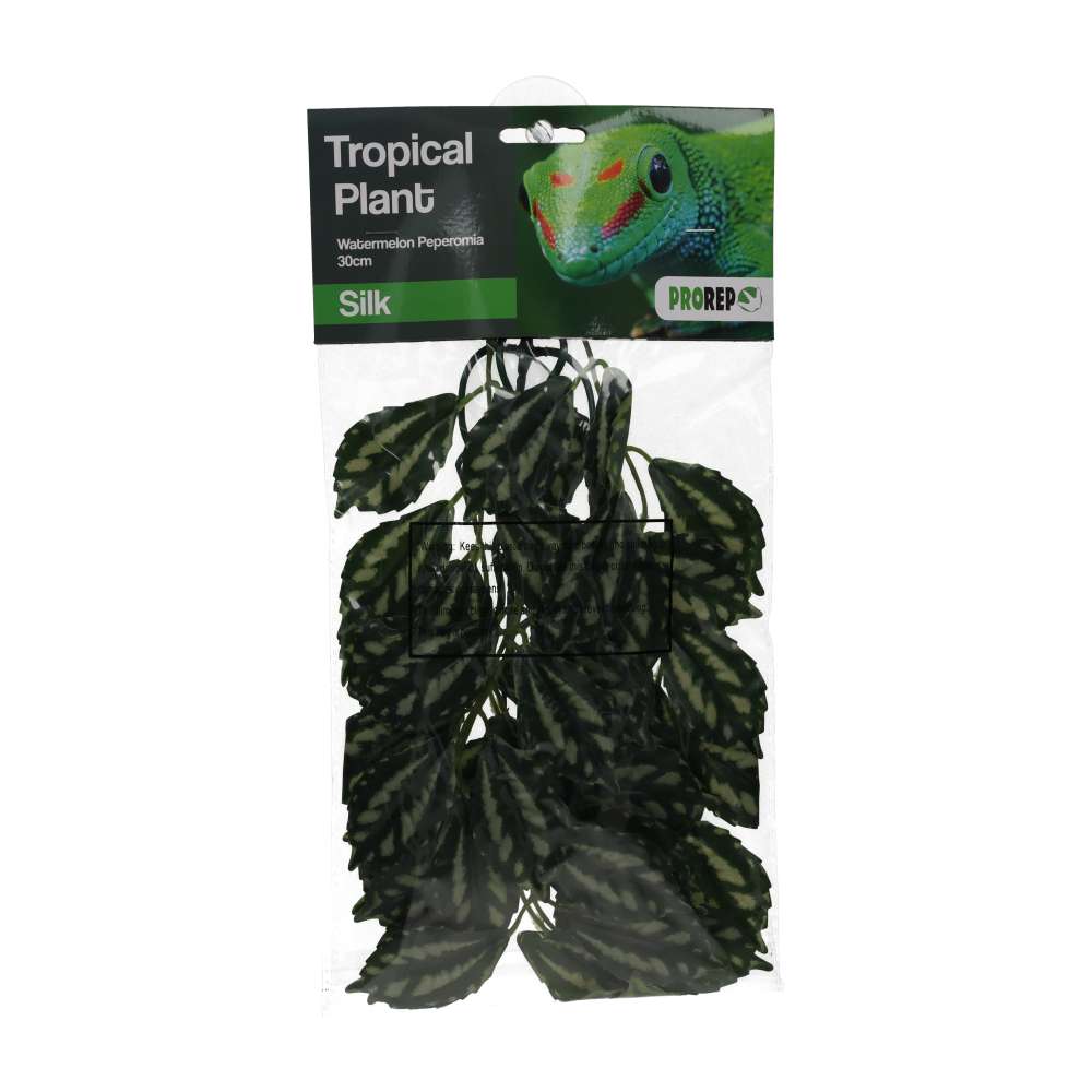 PR Silk Hanging Plant Watermelon Peperomia 30cm