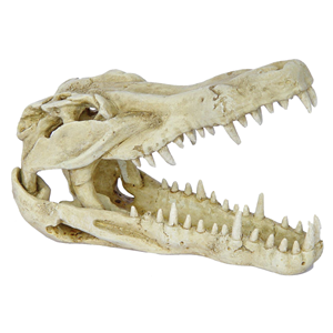 Crocodile Skull 23X11x15