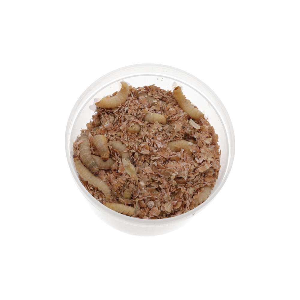 Live Waxworms