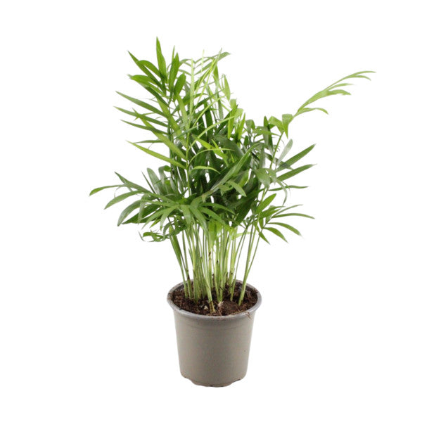 Chamaedorea elegans (9cm Pot) 35cm