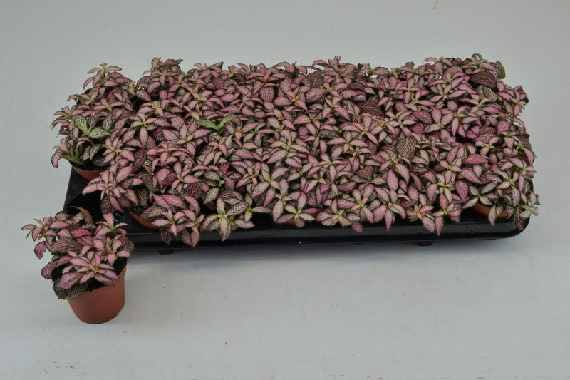 Fittonia ‘Pink Forest Flame’ Mosaic Nerve Plant (8.5cm Pot) 10cm