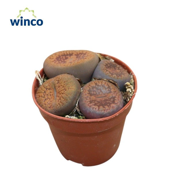 Lithops mixed (5.5cm Pot) 10cm