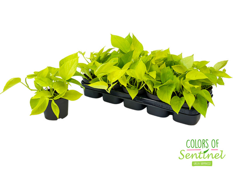 Epipremnum pinn Golden Pothos gold (12cm Pot) 25cm