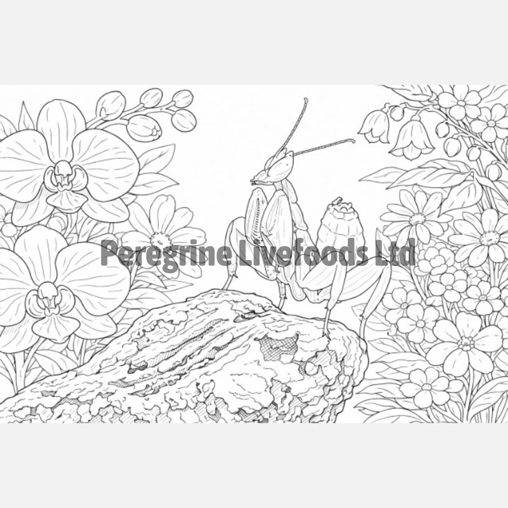The Colouring Book of Invertebrates