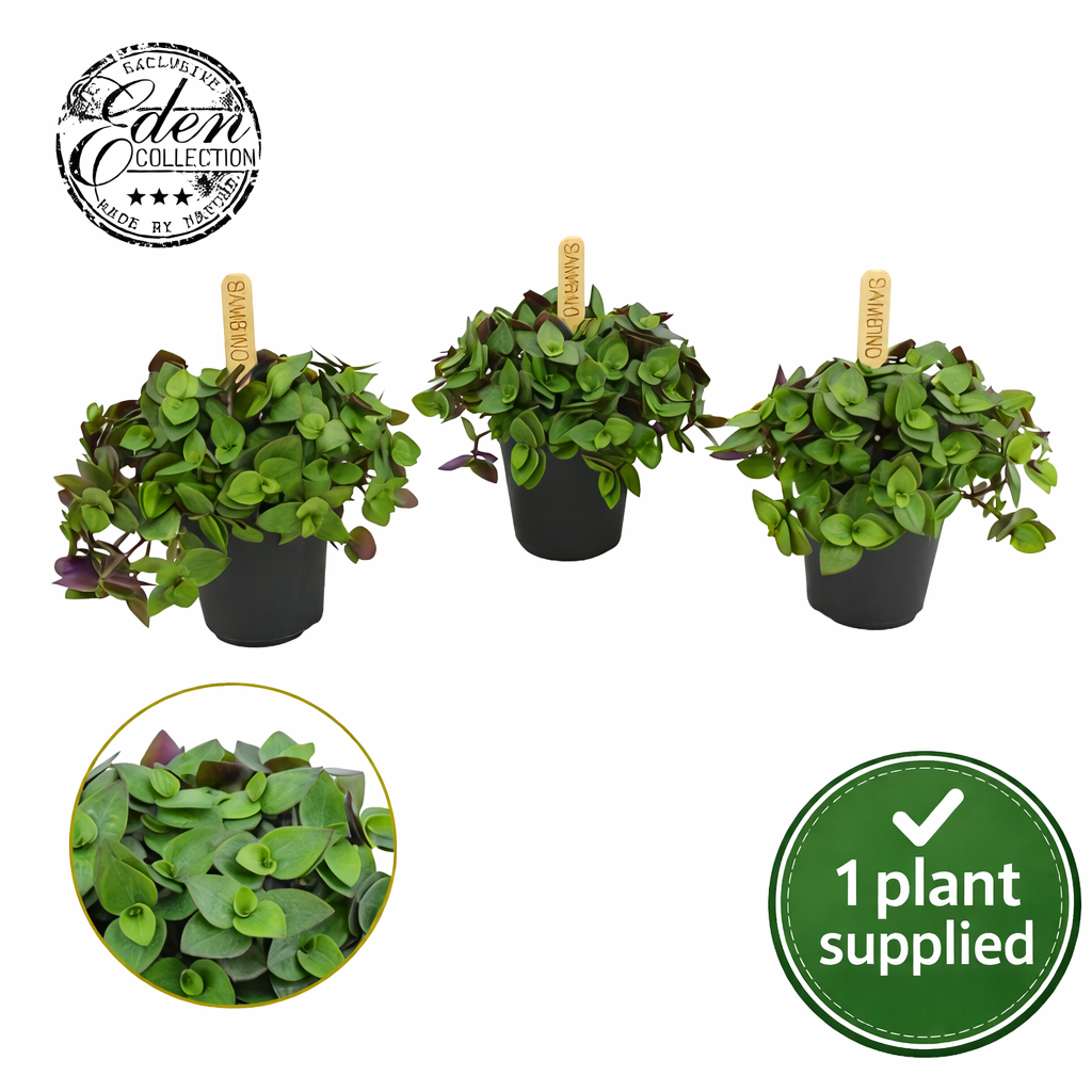 Callisia ‘Turtle Vine’ (5.5cm Pot) 10cm