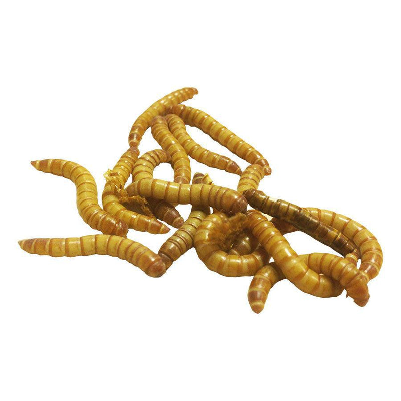 Live Reptile Food | Next Day Delivery | Internet Reptile
