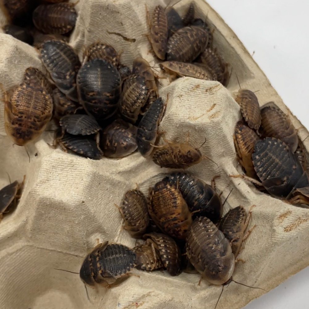 Dubia Cockroaches