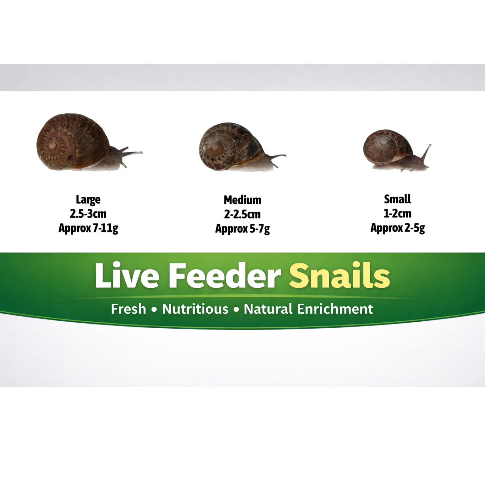 Live Snails for Reptiles