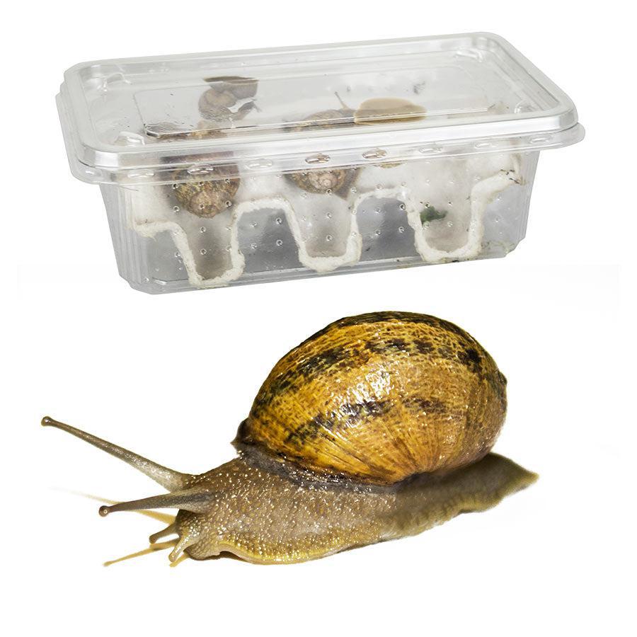 Live Snails