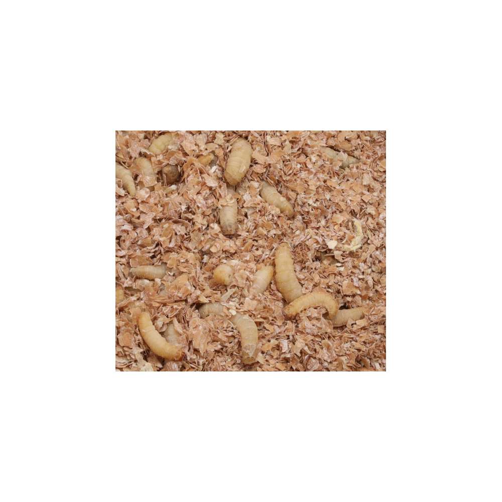 Live Waxworms