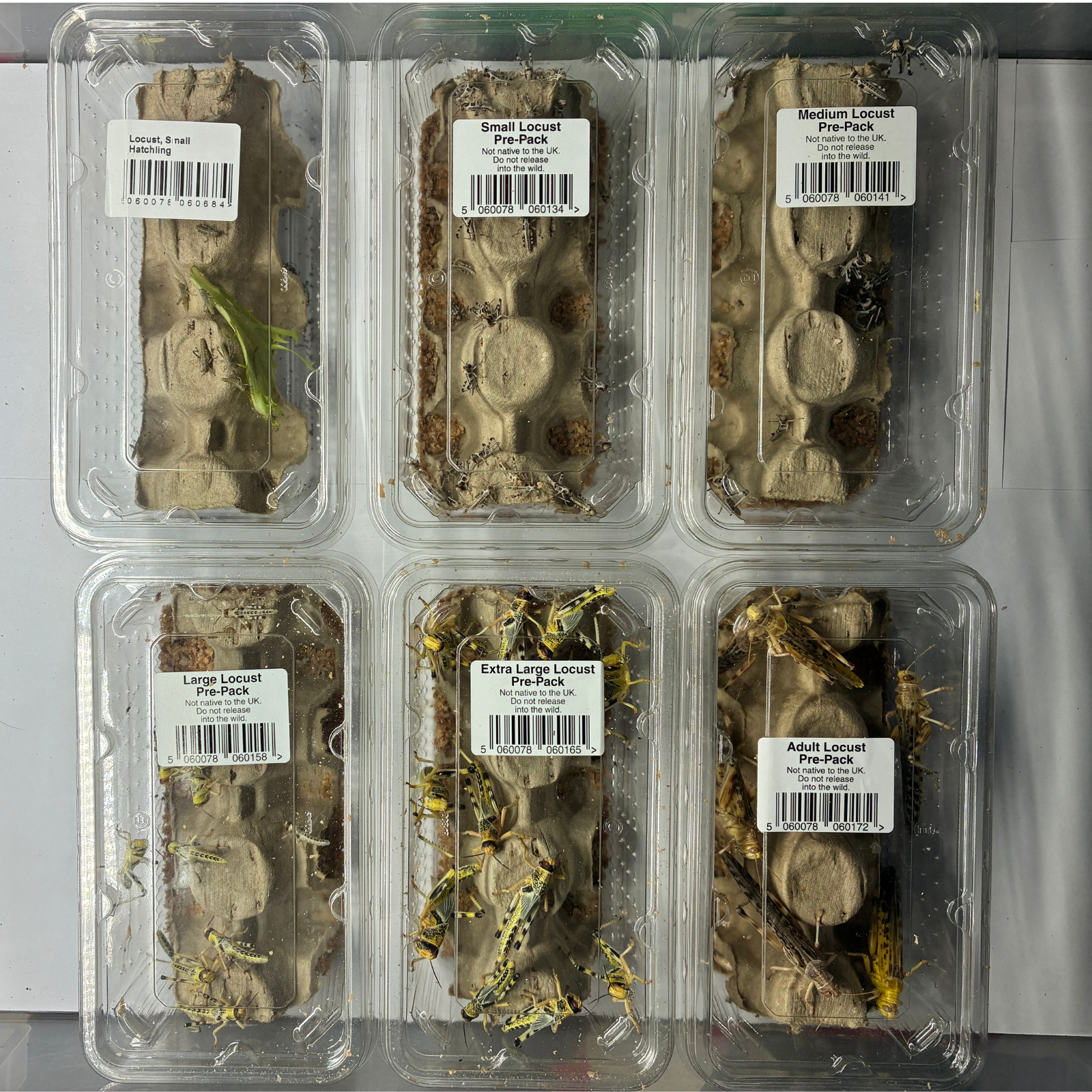 Live Locusts