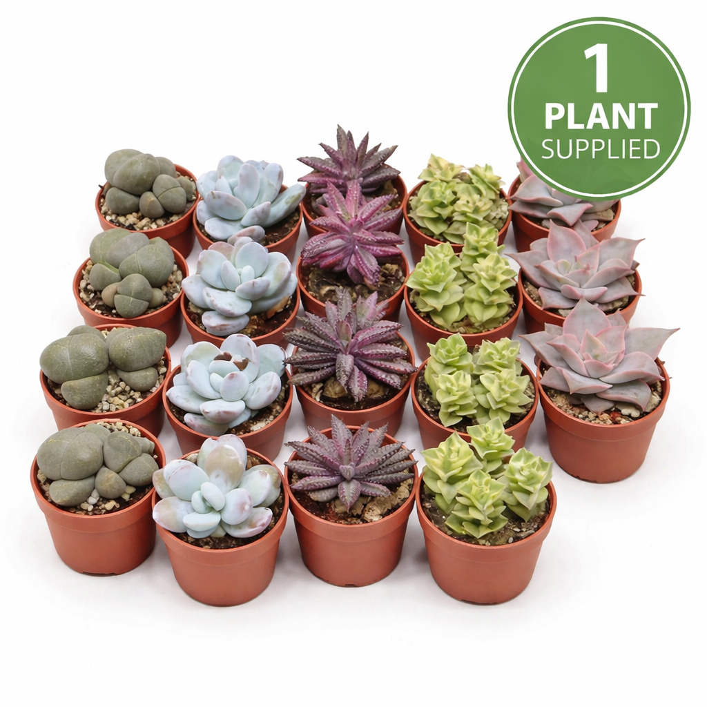 Mixed Succulent Collection ‘Barcelona’ (5.5cm Pot) 12.5cm