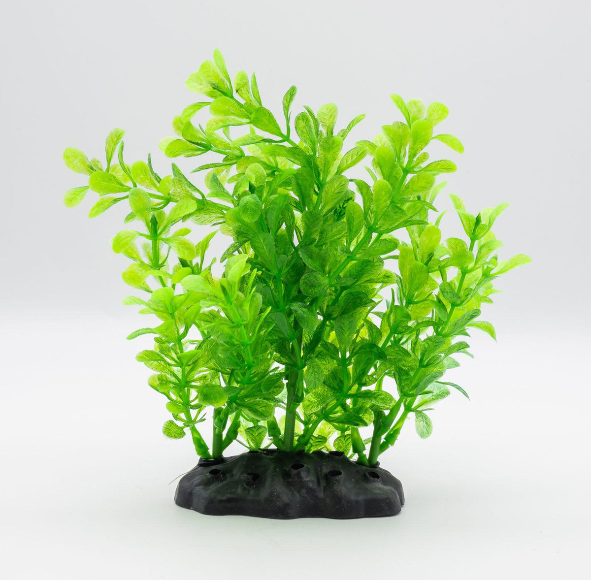 Rotala 15cm