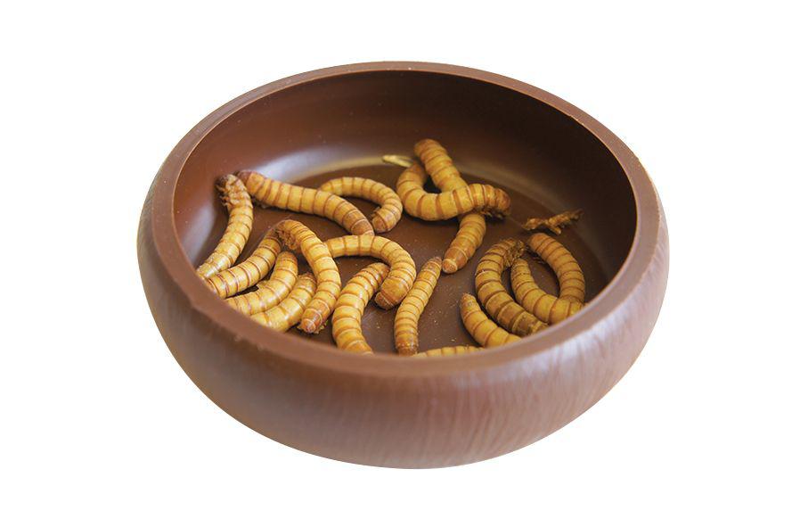Komodo Mealworm Dish