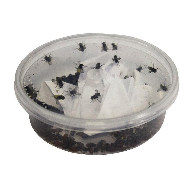 Live Reptile Food | Next Day Delivery | Internet Reptile