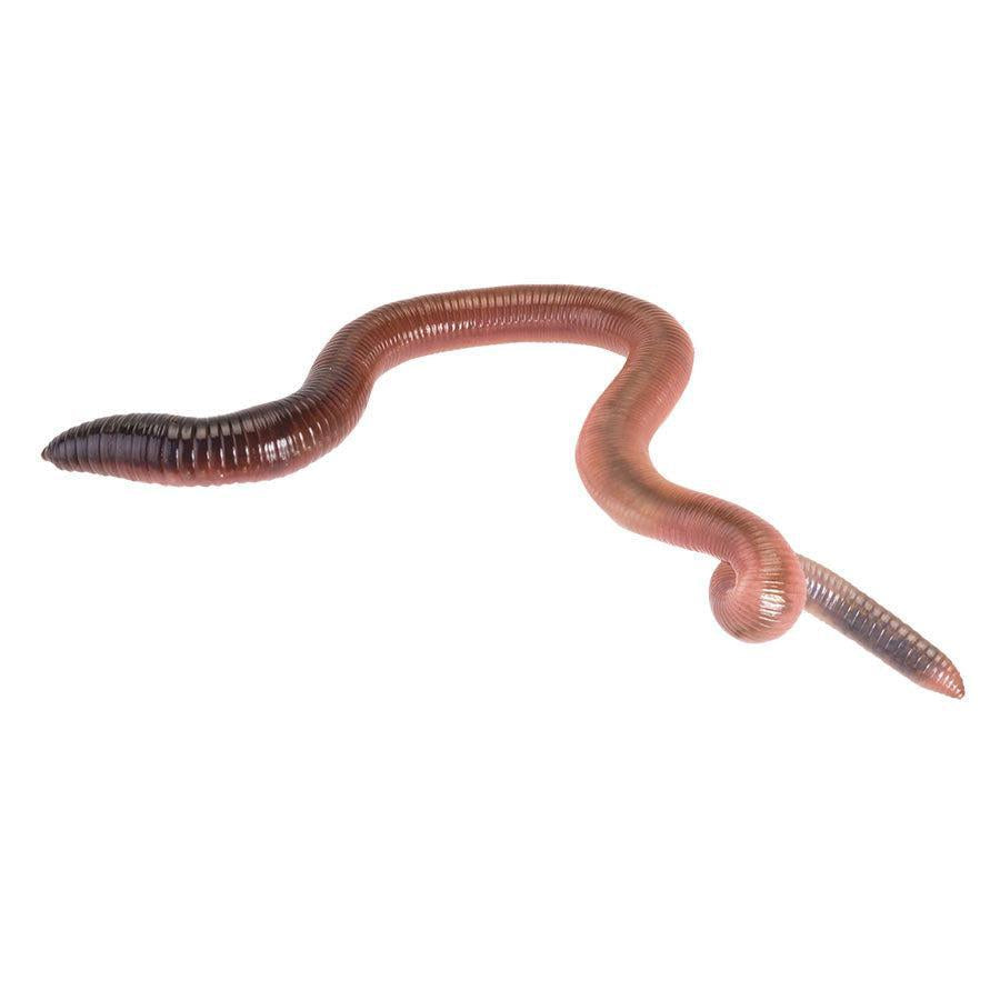 Giant Lob Worms (Lumbricus) prepack 10
