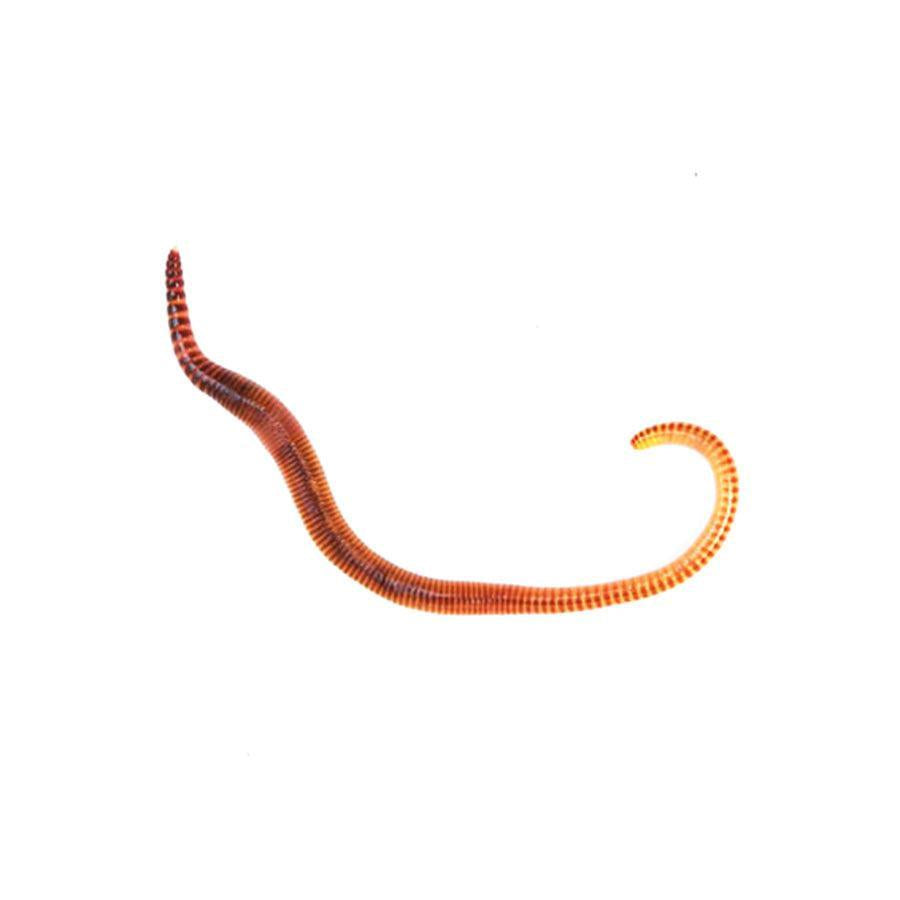 Small Worms (Dendrobaena)