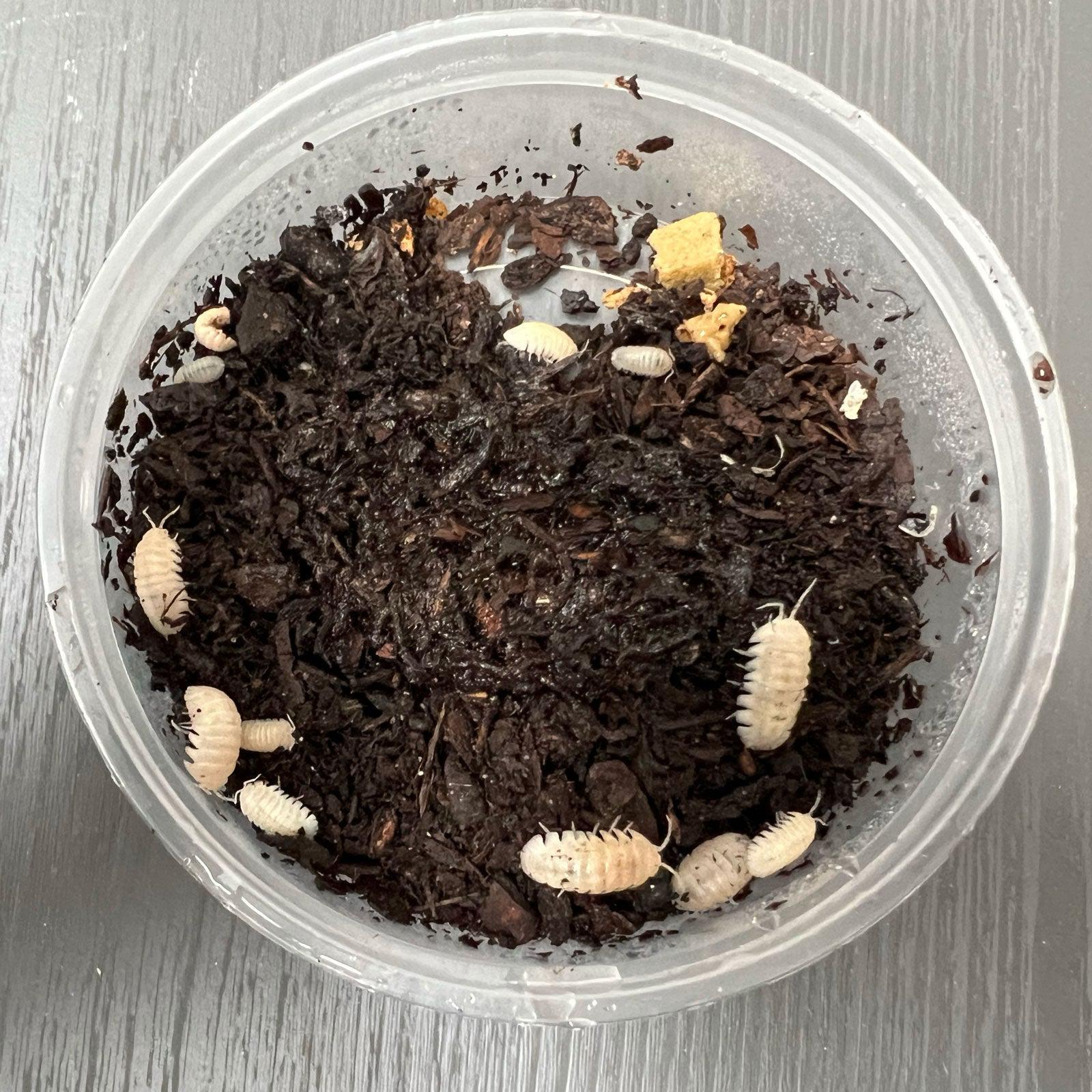 Specialist Woodlice (Isopods)