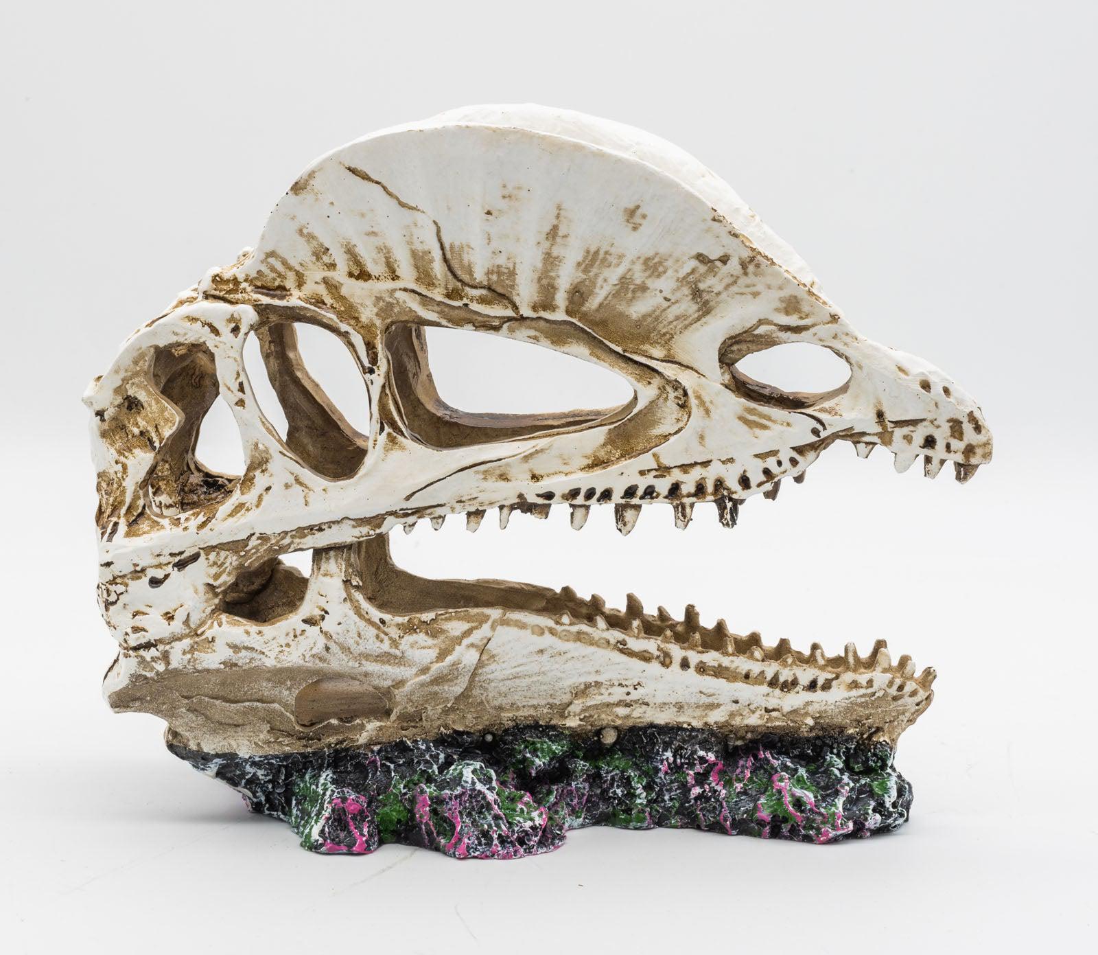 ProRep Resin Dilophosaurus Skull, 19cm