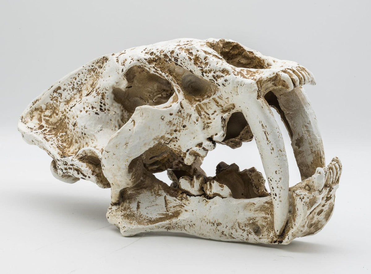 Resin Smilodon Skull