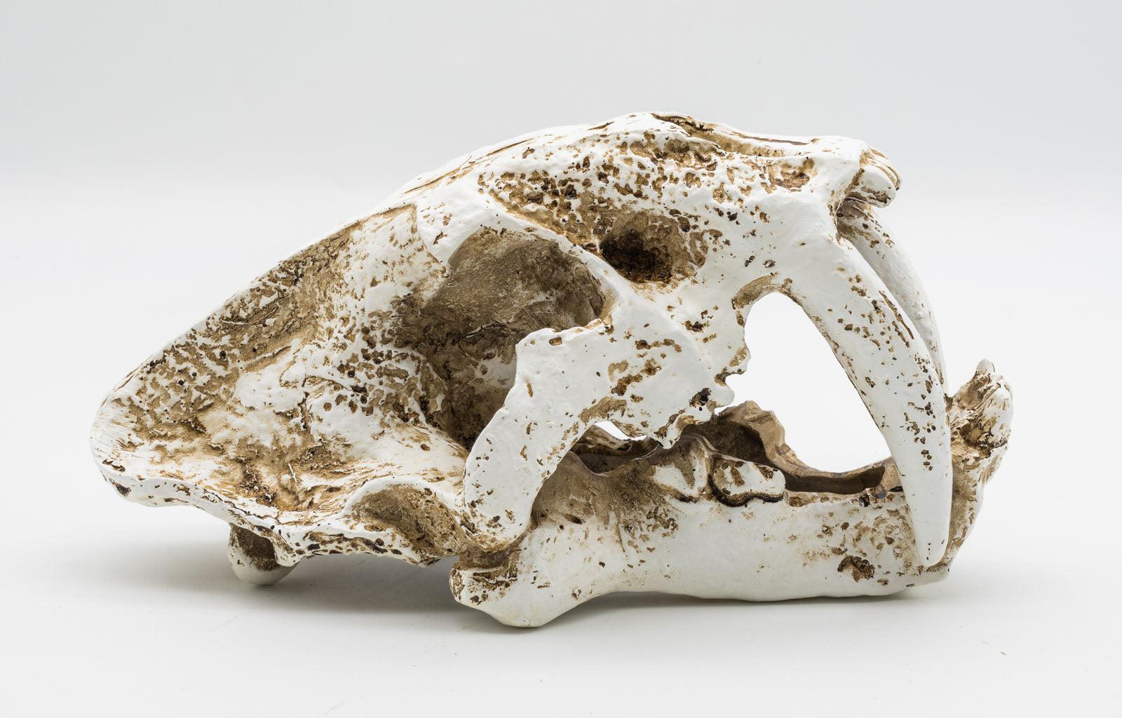 ProRep Resin Smilodon Skull