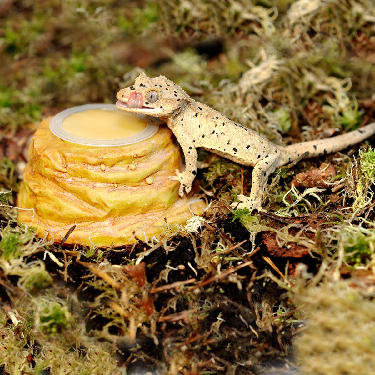 Bearded dragon jelly outlet pots