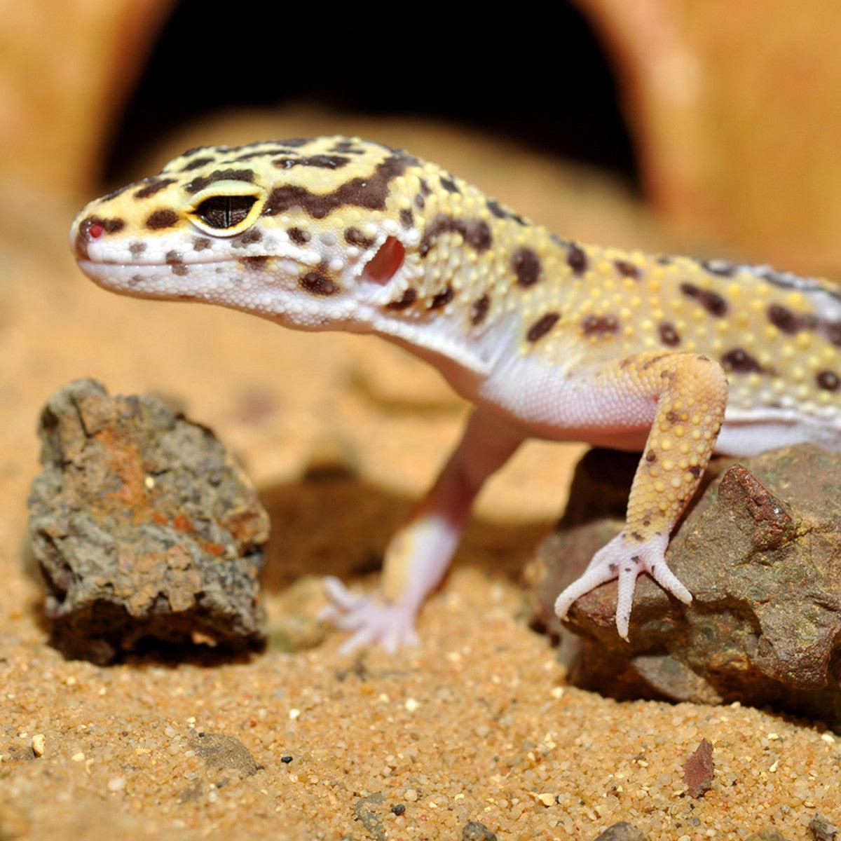 Gecko bedding sales