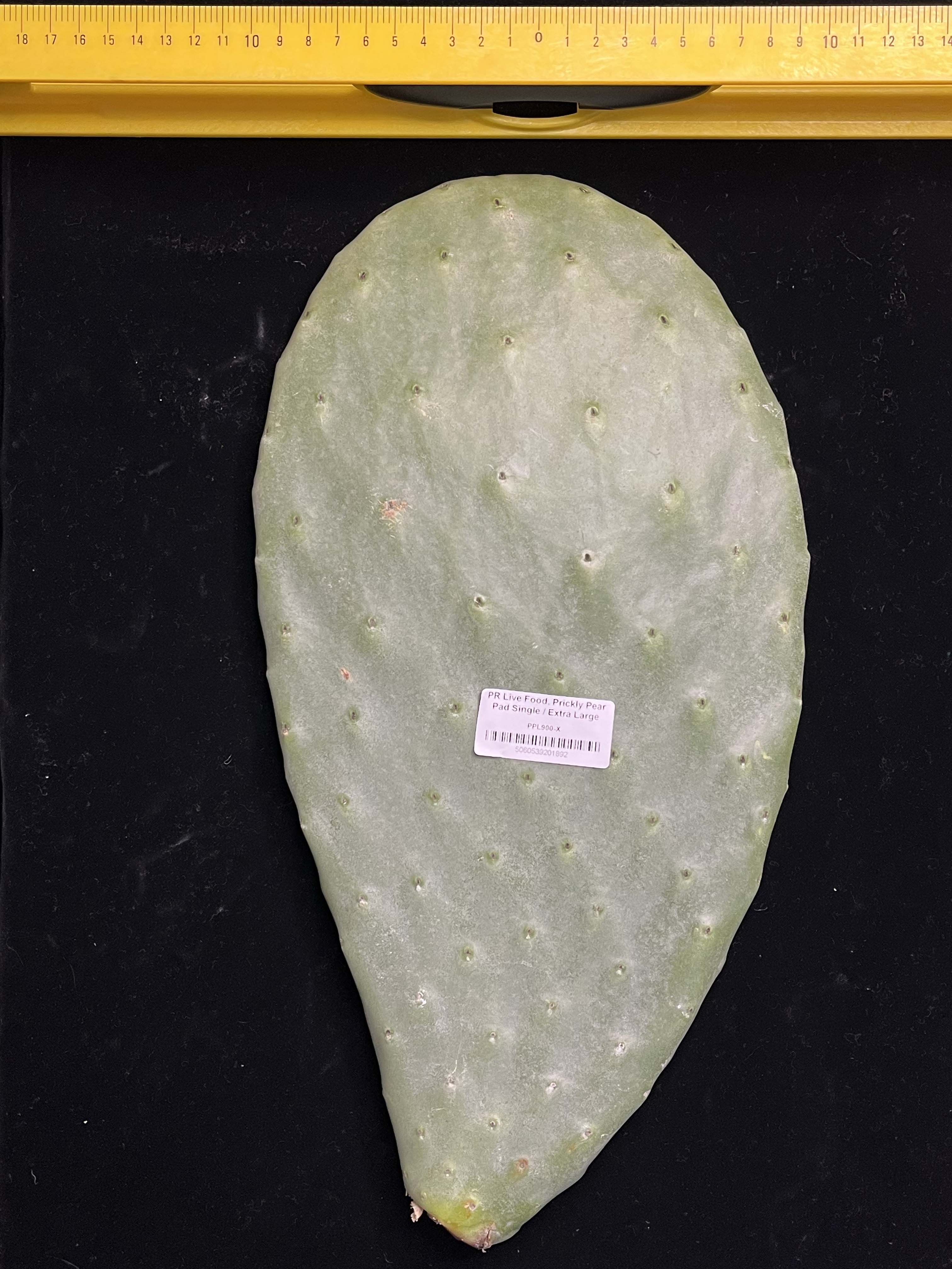 Prickly Pear (Opuntia) Cactus