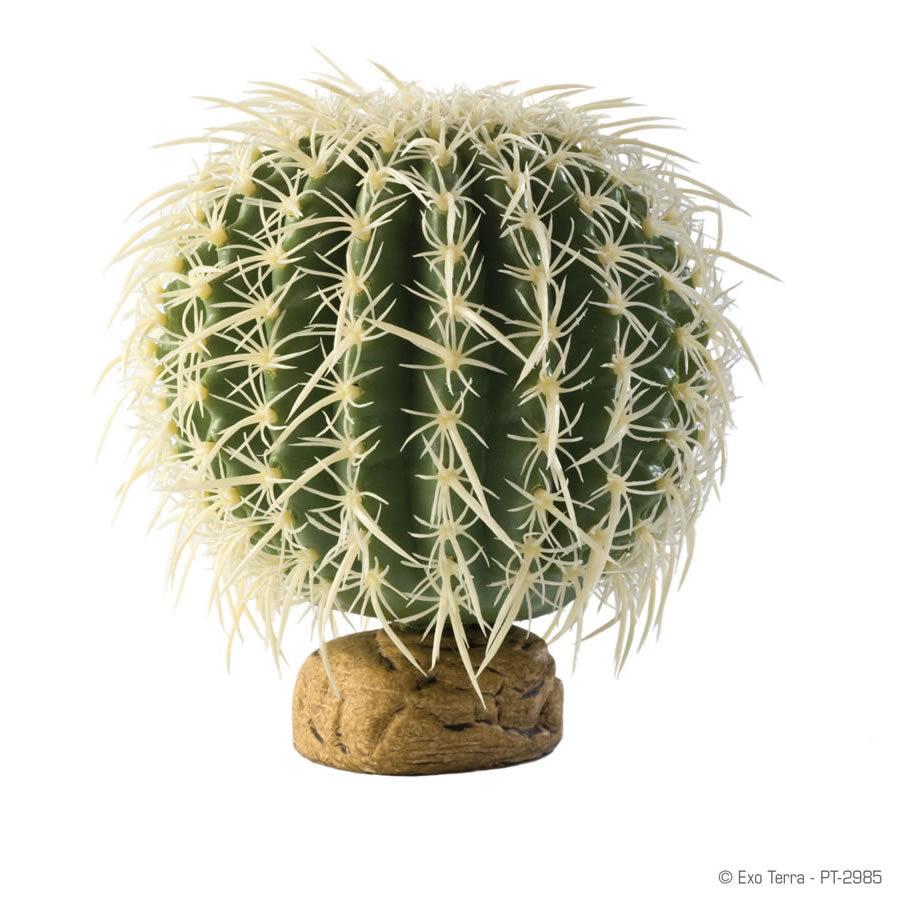 Barrel Cactus