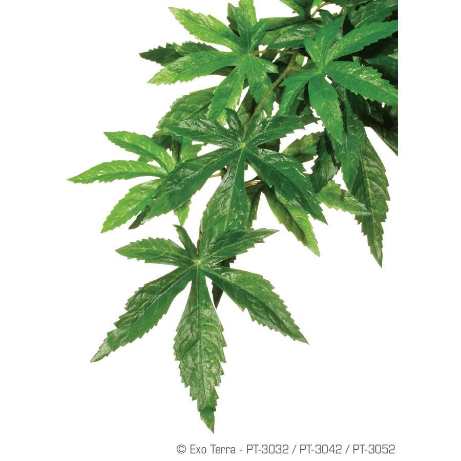 Silk Plant Abutilon
