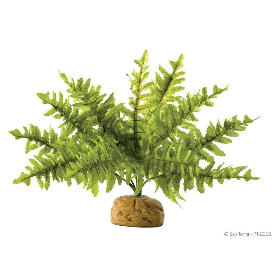 Boston Fern