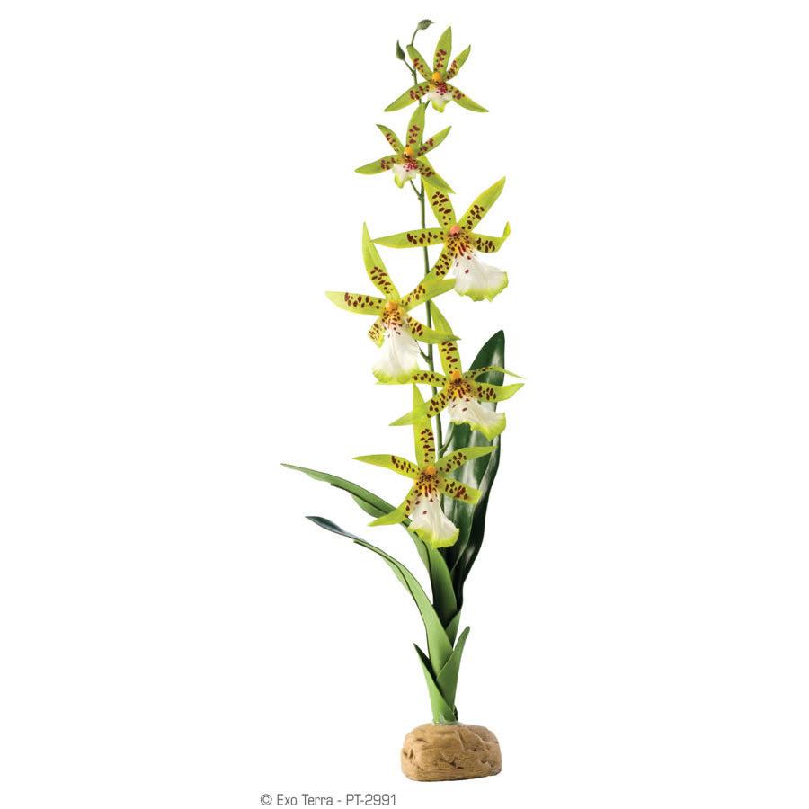 Spider Orchid
