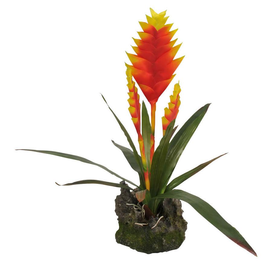 Lucky Reptile Bromeliad Yellow-Red
