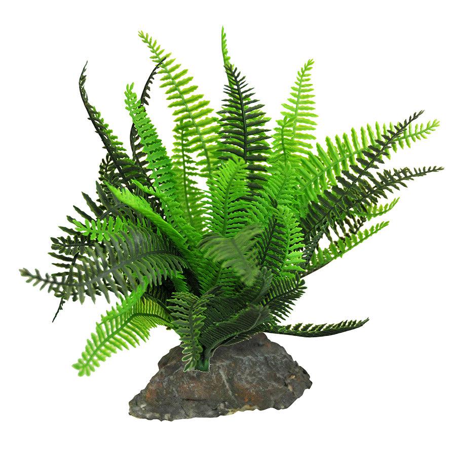 Lucky Reptile Fern IF-101