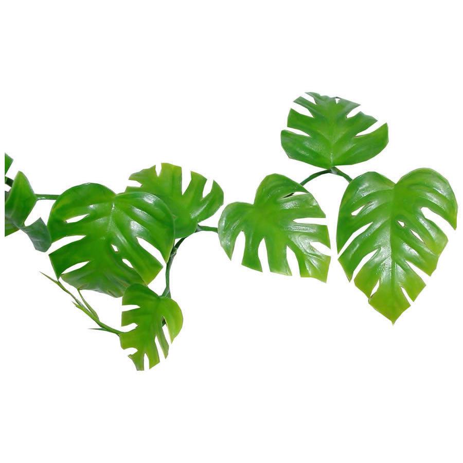 lizard pothos Lucky Reptile Pothos Vine