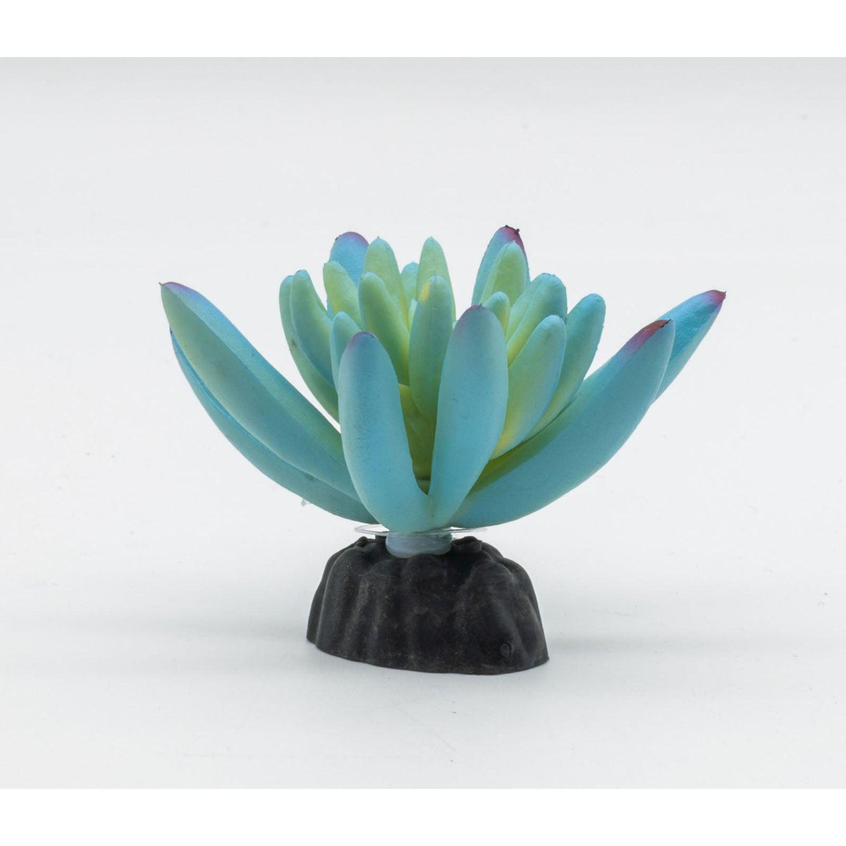 Sedum Plant Blue 10cm