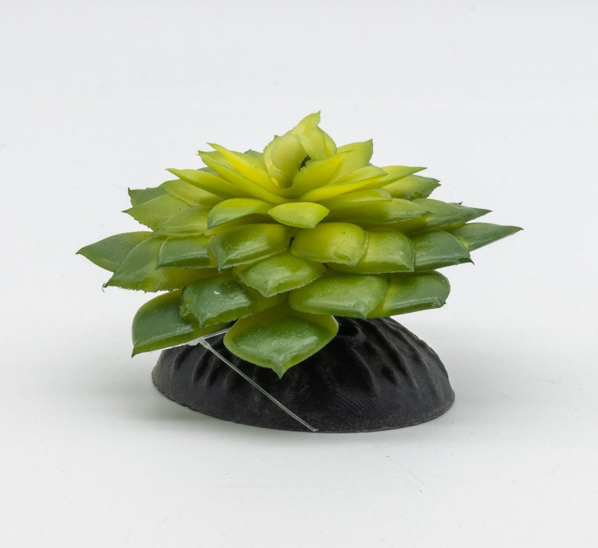 E Salsaverde Plant 10cm