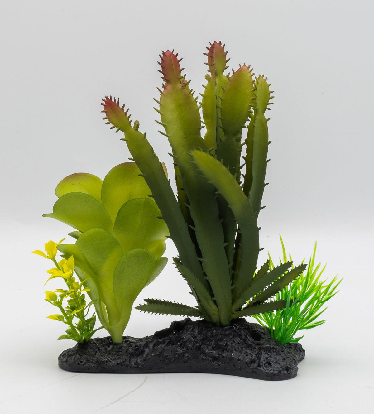 Euphorbia Plant on Log 15cm