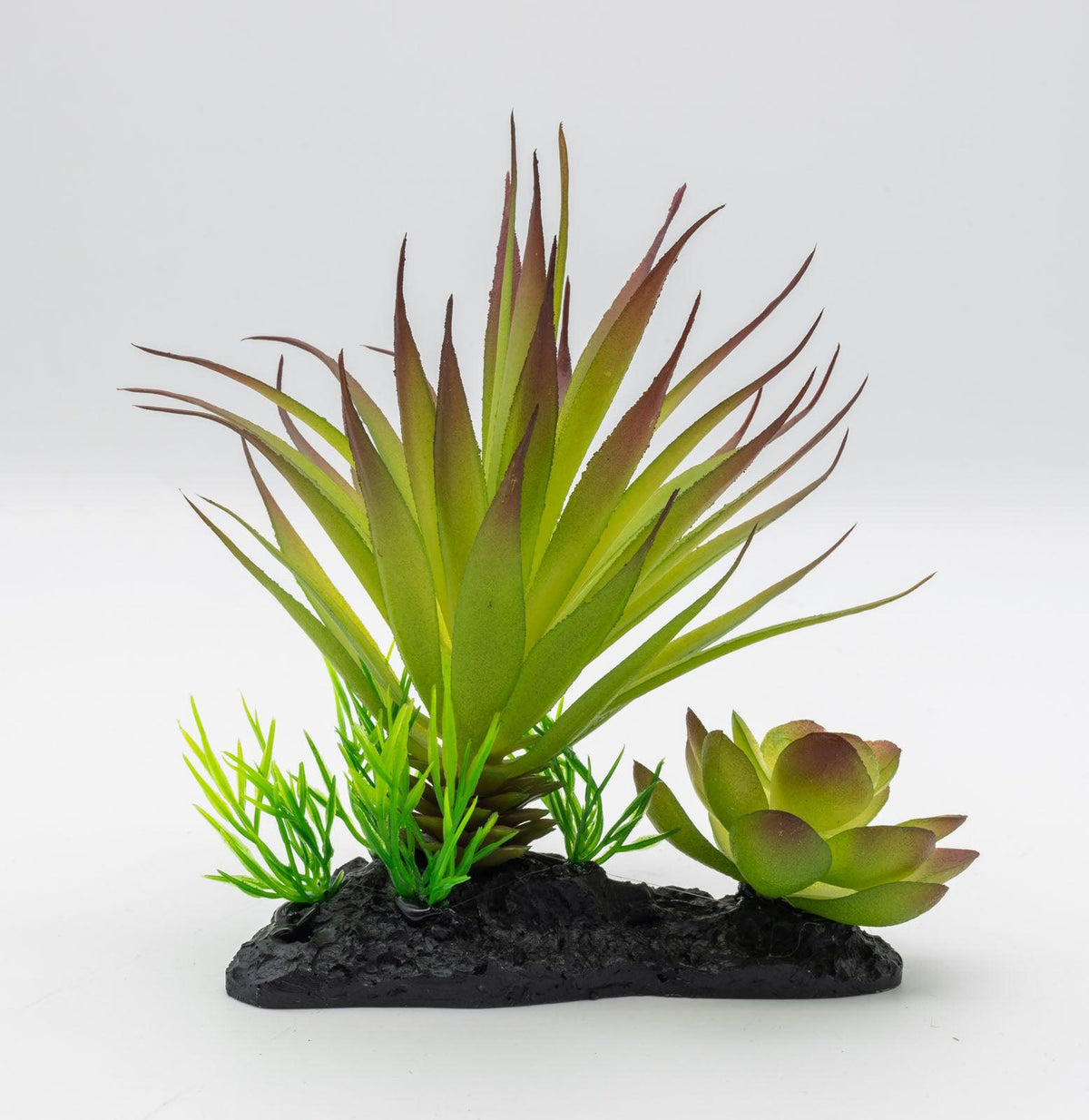 Agave Plant on Log 15cm