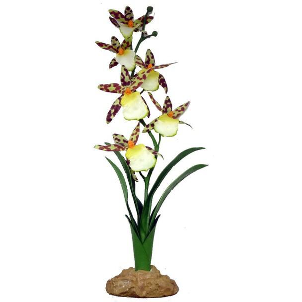 Komodo Spider Orchid - 40cm